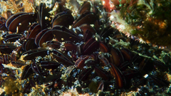 Choromytilus meridionalis