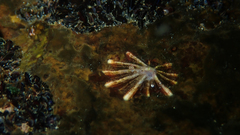 Scutellastra barbara