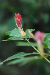 Machilus