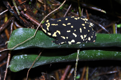 Redbelly Toad photo 4