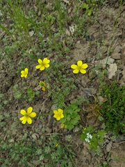 Ranunculus constantinopolitanus