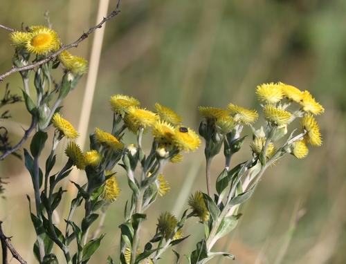 Image of Helichrysum aureum by (c) Mark Liptrot, some rights reserved (CC BY-SA)