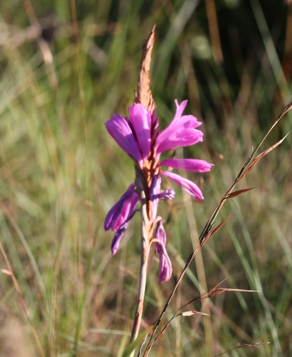 Image of Watsonia densiflora by (c) Mark Liptrot, some rights reserved (CC BY-SA)