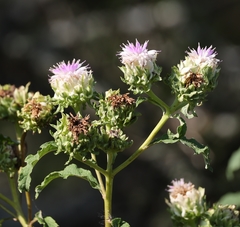 Baccharoides adoensis