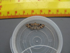 Eupithecia pulchellata