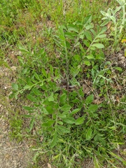 Centaurea salonitana