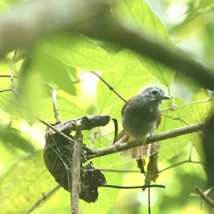 Cyanoderma erythropterum