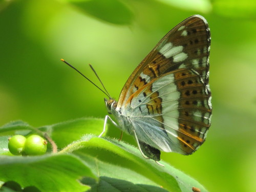 Eurasian White Admiral