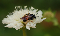 Andrena hattorfiana