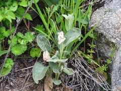 Verbascum rotundifolium