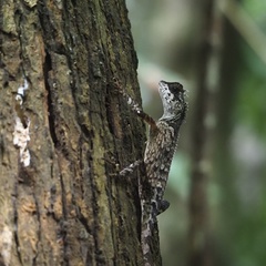 Acanthosaura meridiona