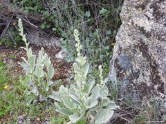 Verbascum rotundifolium