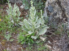 Verbascum rotundifolium