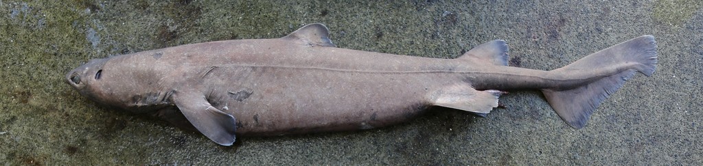 Dalatias