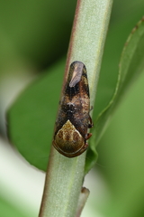 Drabescus