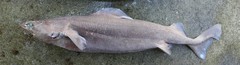 Leafscale Gulper Shark photo 2