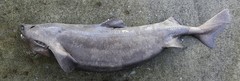 Scymnodon macracanthus