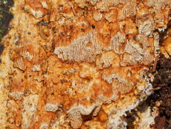 Gloeoporellus merulinus