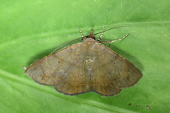 Mecodina