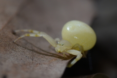 Mastira tegularis