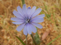 Cichorium endivia