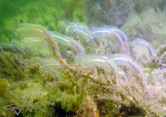 Clavelina meridionalis