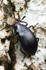 Eucyrtus anthracinus