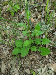Lapsana communis intermedia