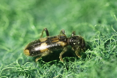 Opilo mollis