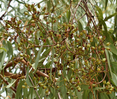 Corymbia erythrophloia