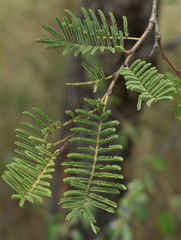 Vachellia bidwillii