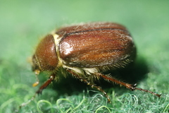 Holochelus