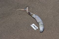 Gymnothorax equatorialis