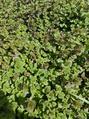 Glechoma hederacea