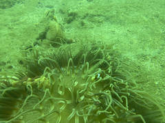 Macrodactyla doreensis