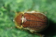 Holochelus