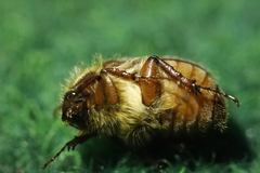 Holochelus