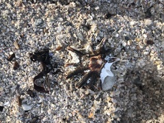 Scutellastra longicosta