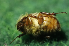Holochelus