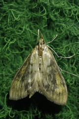 Paratalanta pandalis