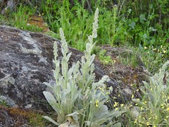 Verbascum rotundifolium