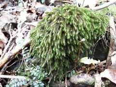 Echinodiopsis hispida