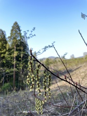 Stachyurus praecox