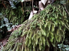 Echinodiopsis hispida