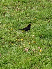 Turdus merula