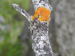 Parmelina carporrhizans