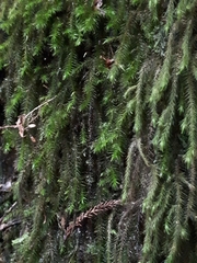 Echinodiopsis hispida