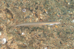 Trichonotus elegans