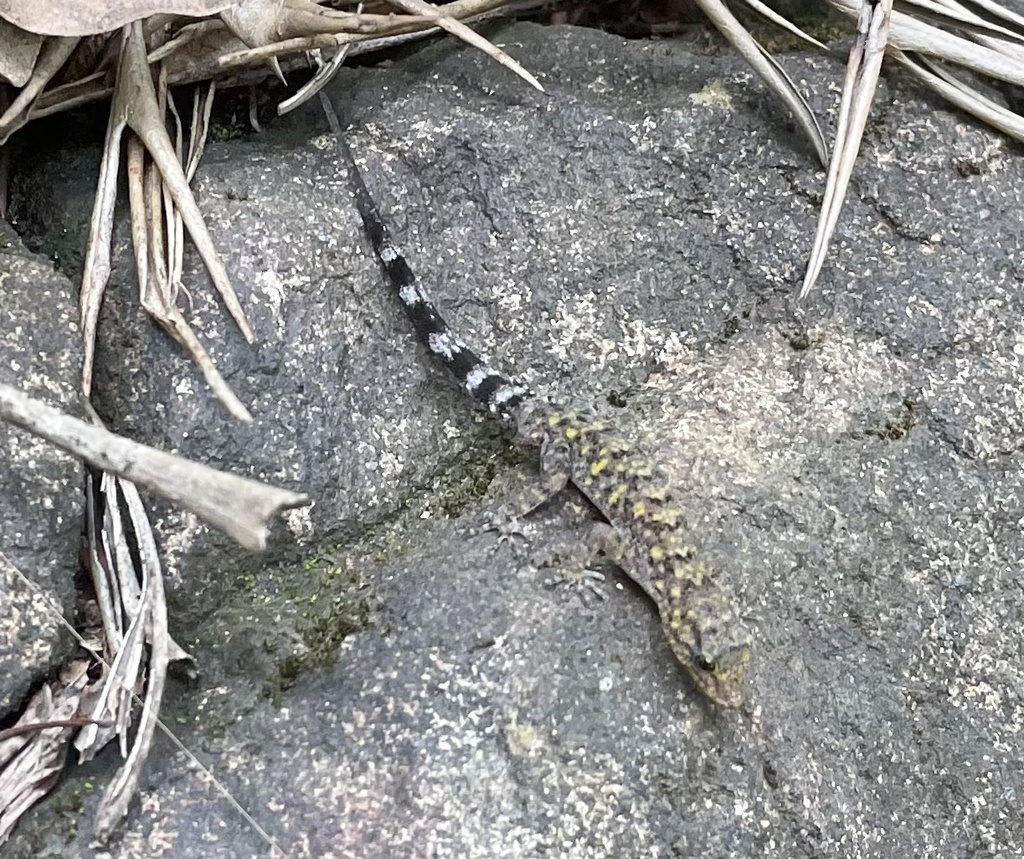 Umashaanker's Dwarf Gecko