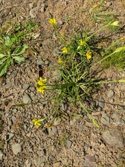 Pseudopodospermum molle